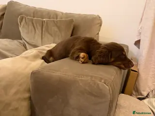 Miniature Dachshund dogs Beautiful KC Registered Miniature Dachshund Puppy - Advert 7