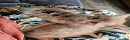 Mixed Breed cats for sale: GINGER TABBY KITTENS - Advert 3