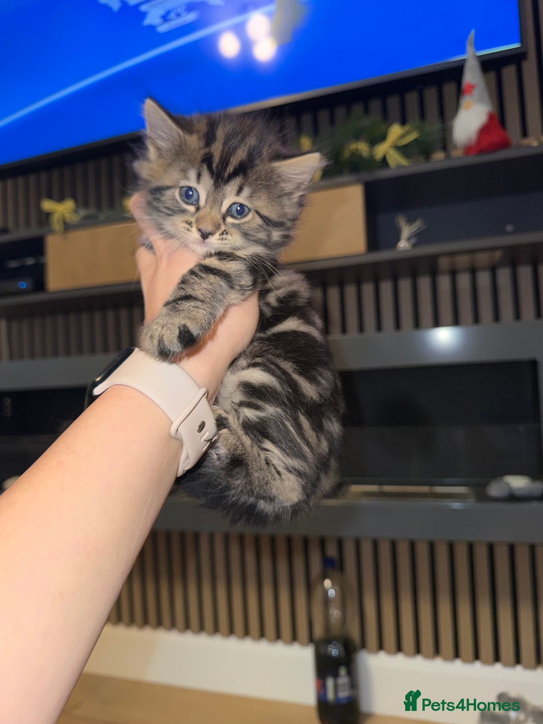 Siberian cats for sale: 6 beautiful Siberians kittens - Advert 3