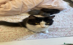 British Shorthair cats for sale: Female grey, British shorthair kitten - Advert 8