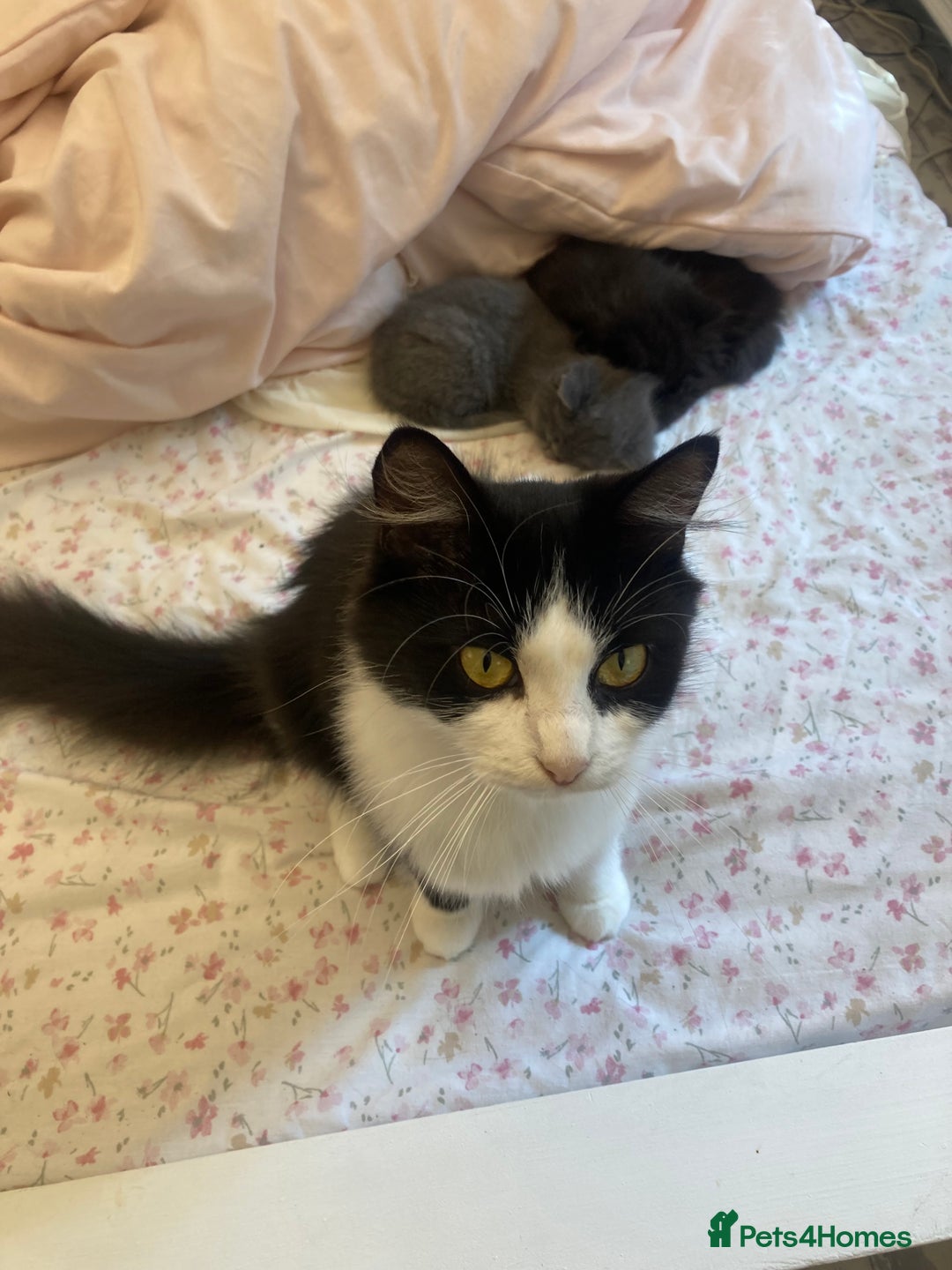 British Shorthair cats for sale: Female grey, British shorthair kitten - Advert 8