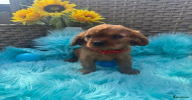 Cavalier King Charles Spaniel dogs - Advert 3