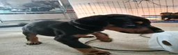 Dobermann dogs for sale: DOBERMAN PUPS CHAMPION BLOODLINES FULLY HEALTH   - Advert 7