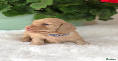 Miniature Dachshund dogs - Advert 6