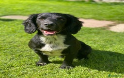 Cocker Spaniel dogs for stud: Cocker spaniel for stud  in Melton Mowbray - Image 5