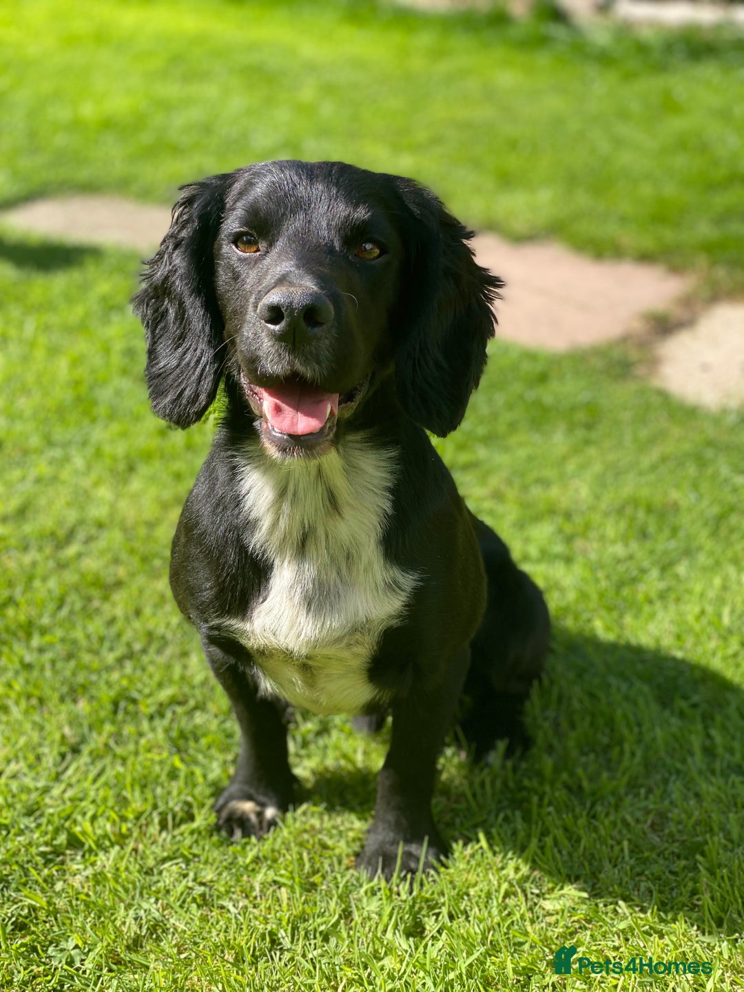 Cocker Spaniel dogs for stud: Cocker spaniel for stud  in Melton Mowbray - Image 5