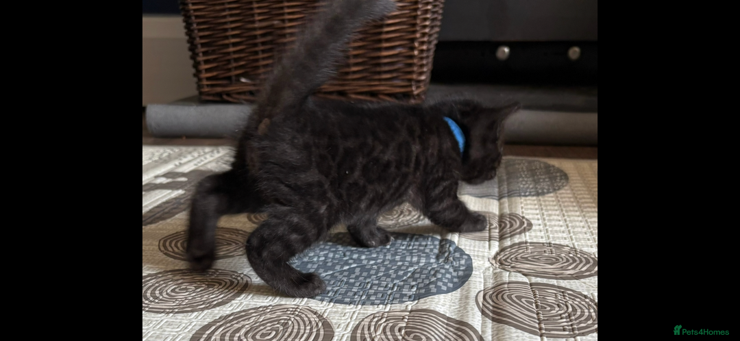Bengal cats for sale: 4 Rare Tica Registered Bengal Kittens - Image 28