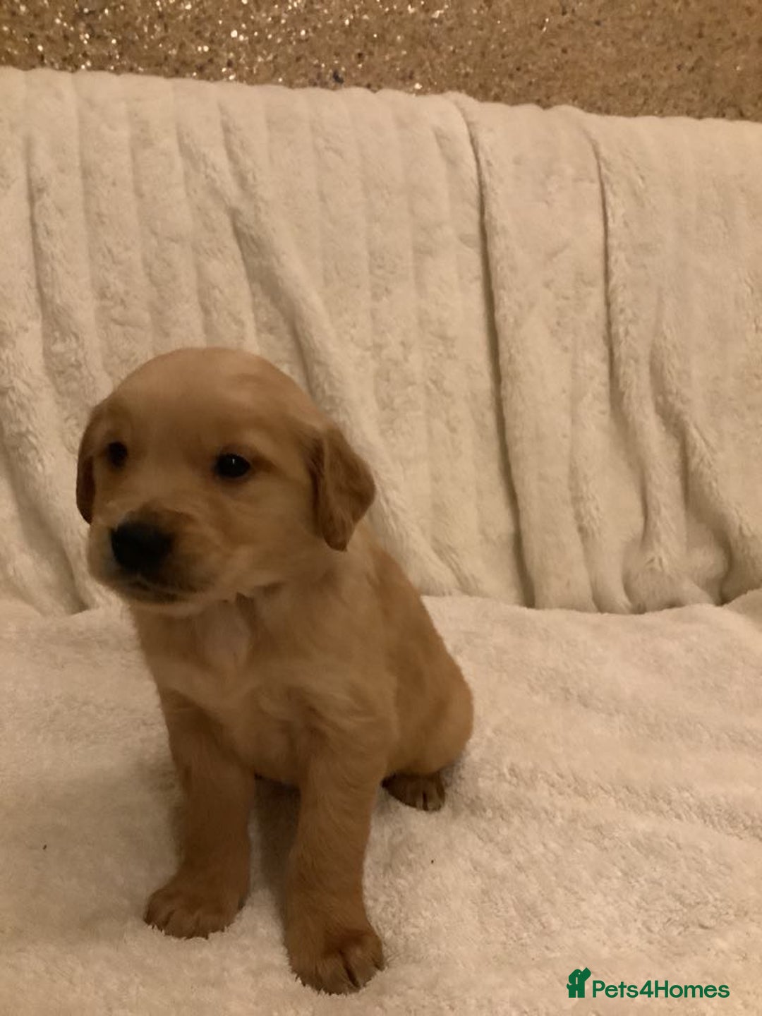 Golden Retriever dogs for sale: KC registered dark red golden retrievers - Advert 12
