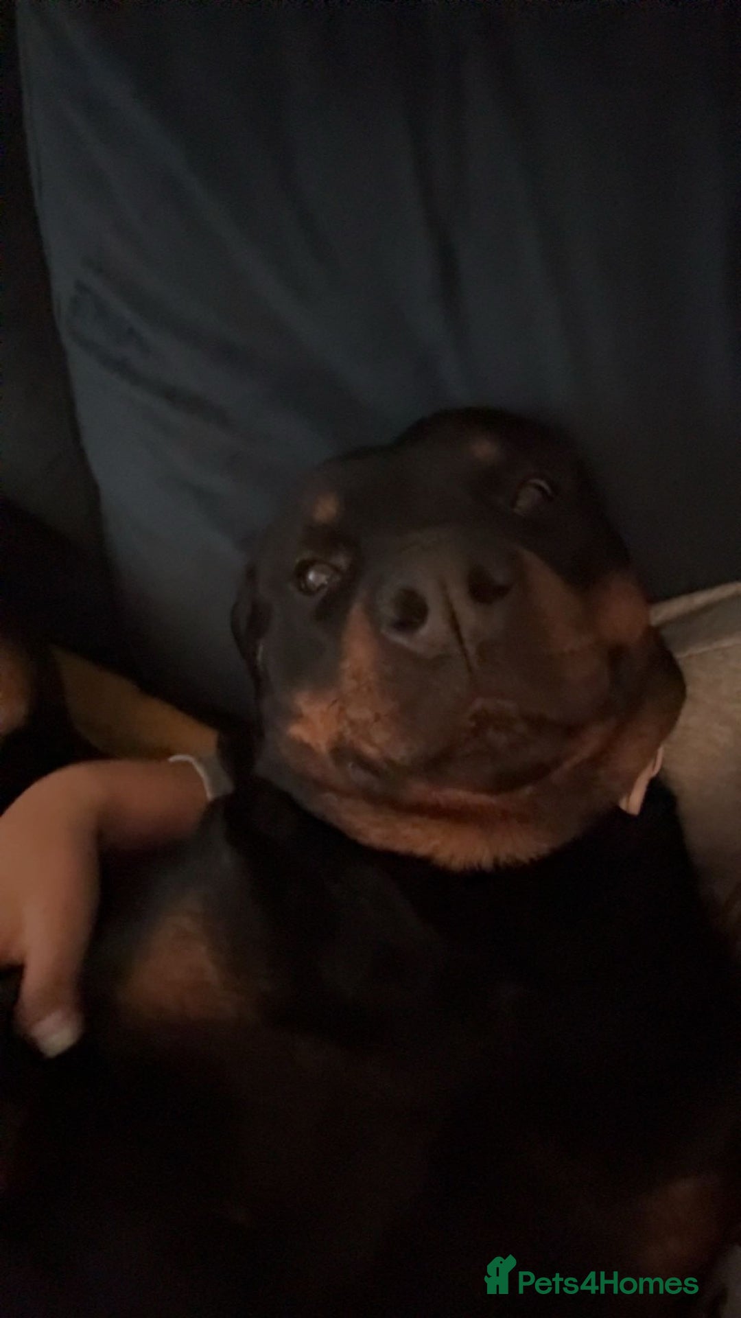 Rottweiler dogs for sale: Zulu 4 year old Rottweiler  - Image 16