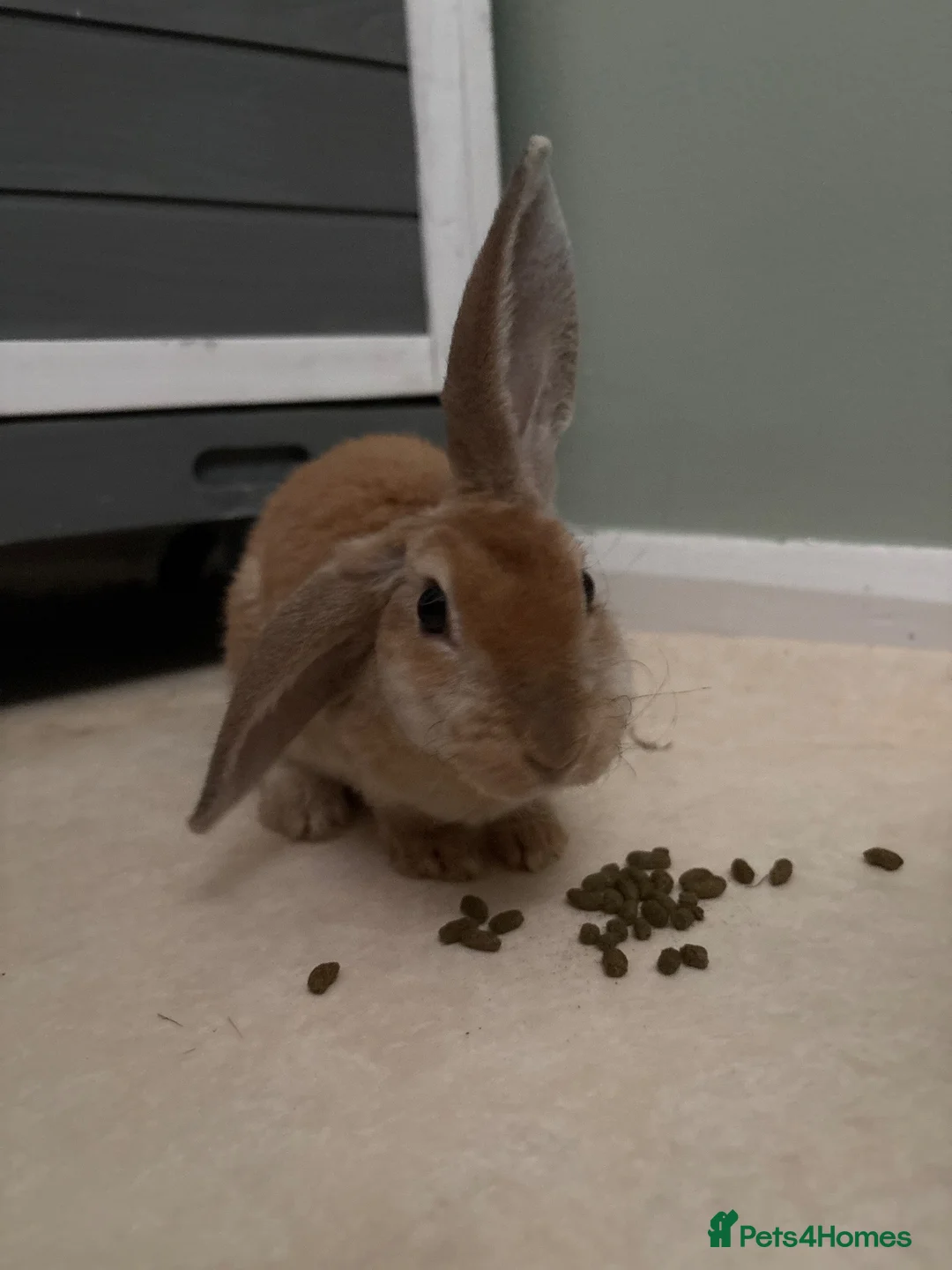 Mixed Breed rabbits for sale: Lop x Rex rabbit - Advert 3