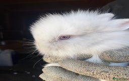 Lionhead rabbits for sale: Beautiful Lion head Baby Bunnies  - Image 8