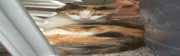 Mixed Breed cats for sale: Mixed breeds long and short haired domestic in Basildon - Advert 5