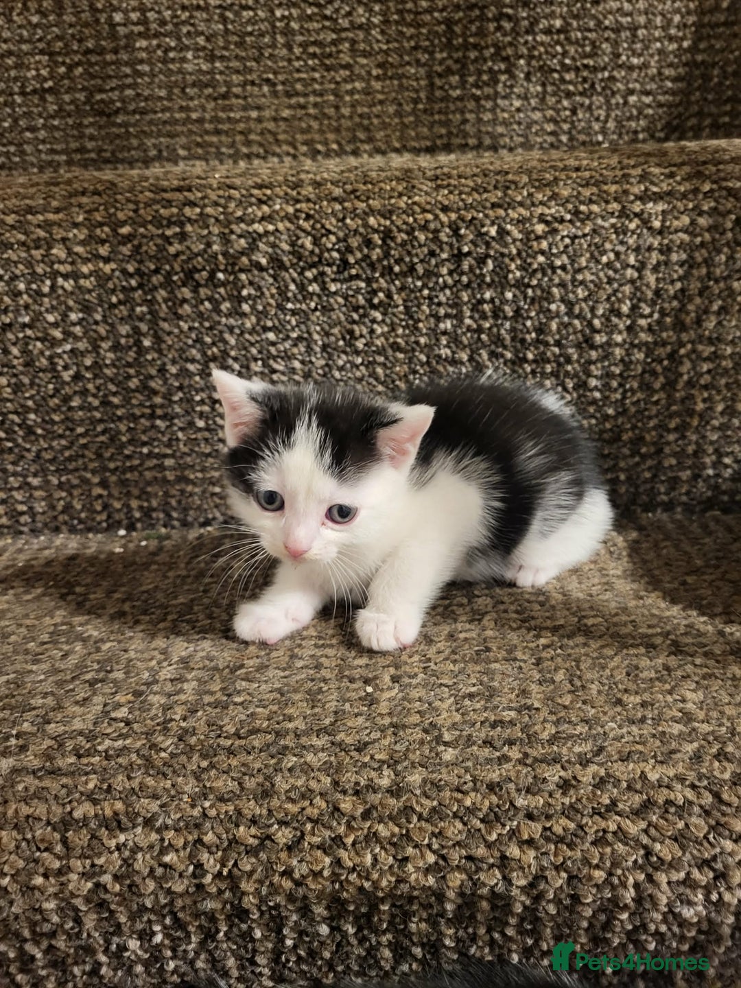 Mixed Breed cats for sale: Kittens for sale  - Advert 3