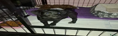 Chipoo 4