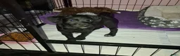 Chipoo dogs for sale: Miniature poodle cross chipoo  - Advert 18