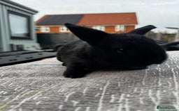 Mini Lop rabbits for sale: Mini Lop Babies ready to reserve - Image 9