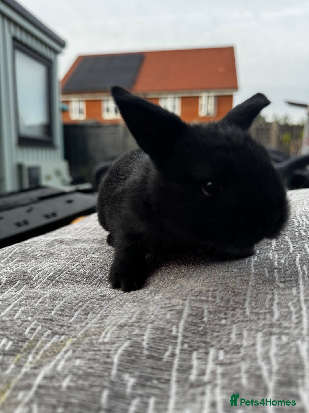 Mini Lop rabbits for sale: Mini Lop Babies ready to reserve - Image 9