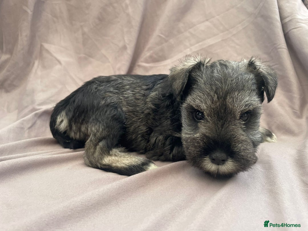 Miniature Schnauzer dogs for sale: miniature schnauzer  - Advert 4