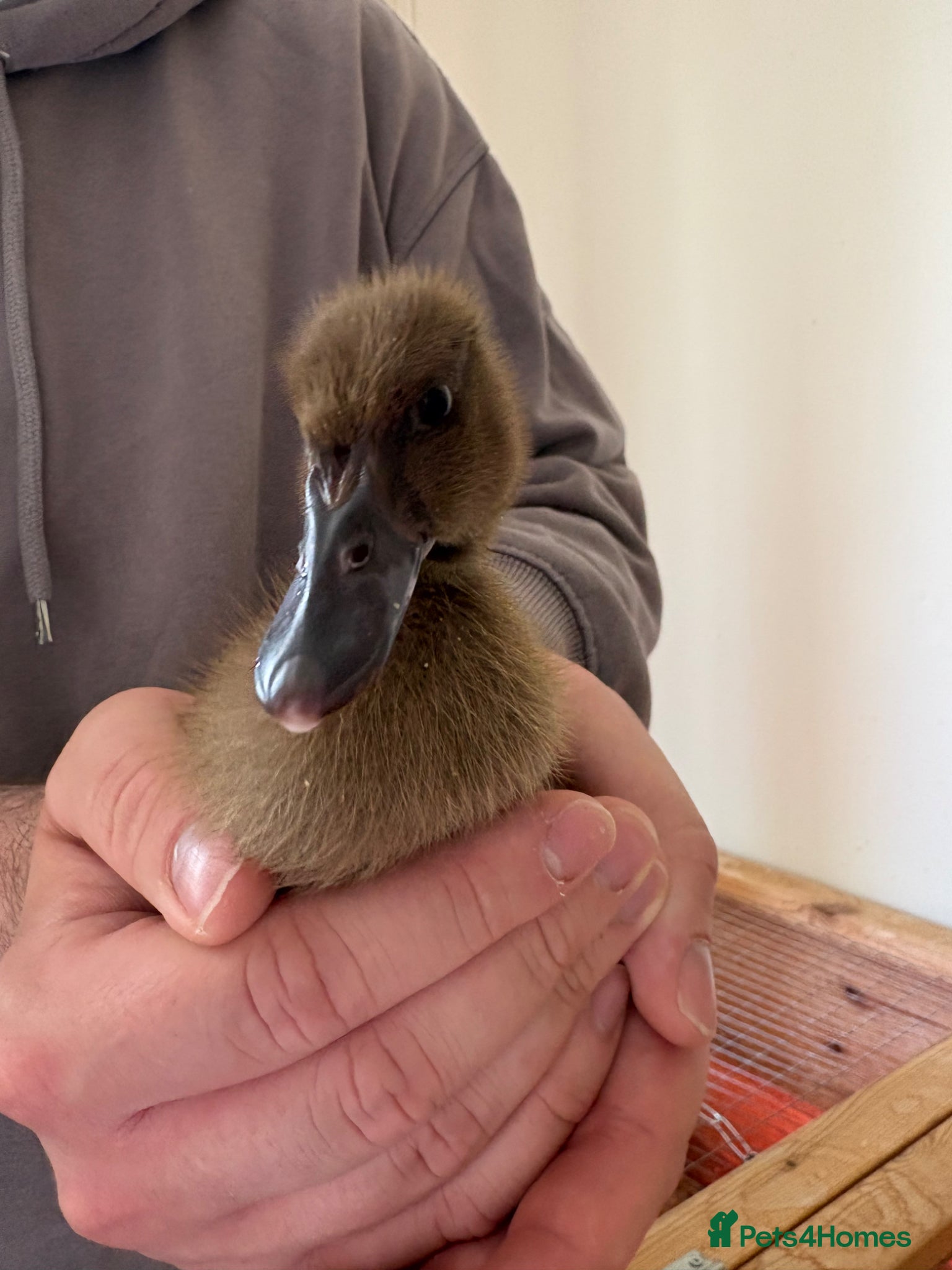 Ducks poultry 4 Khaki Campbell Ducklings - Advert 5