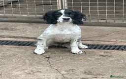 English Springer Spaniel dogs for sale: English springer bitch  - Image 3