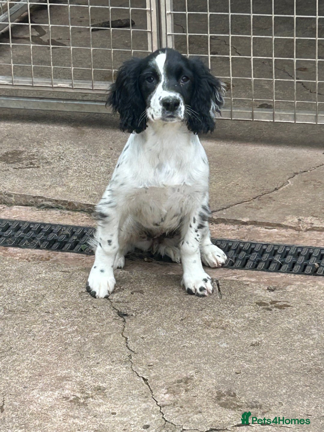 English Springer Spaniel dogs for sale: English springer bitch  - Image 3