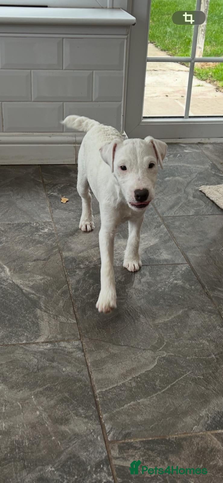 Jack Russell dogs Jack Russell Puppies for sale  - Advert 2