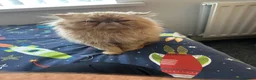 Persian cats for sale: Beautiful Persian Cat-2.5 Years Old in Manchester - Advert 1