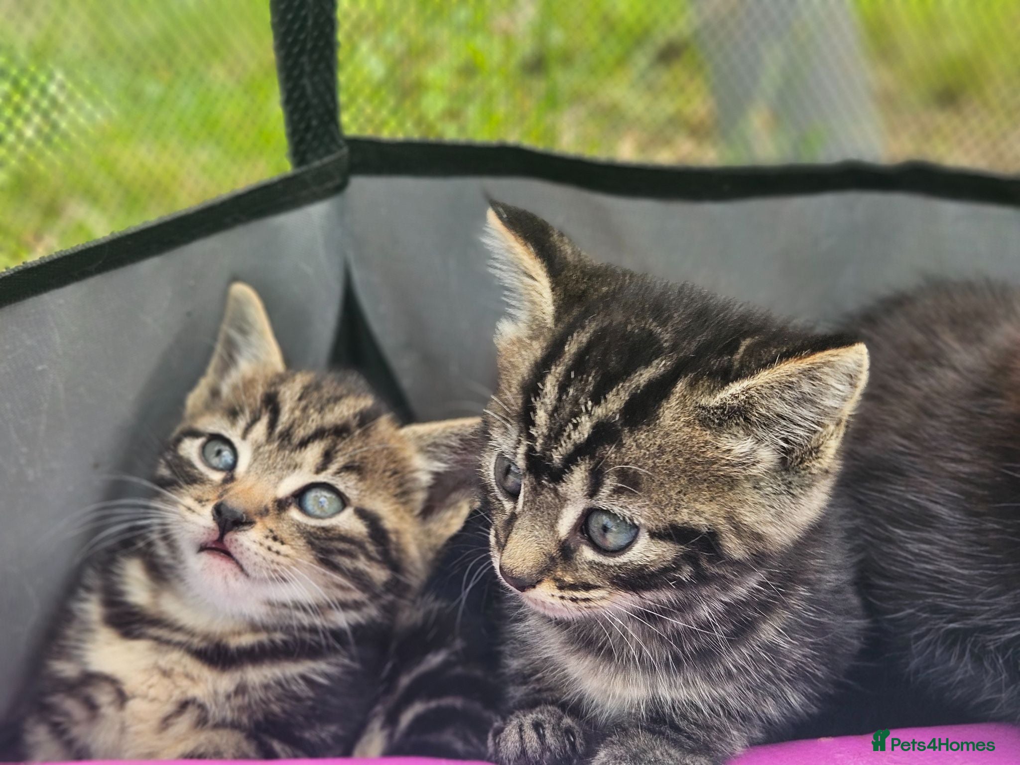Mixed Breed cats Half Bengal Kittens - Advert 8