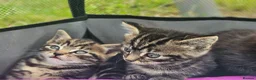 Mixed Breed cats for sale: Half Bengal Kittens - Advert 1