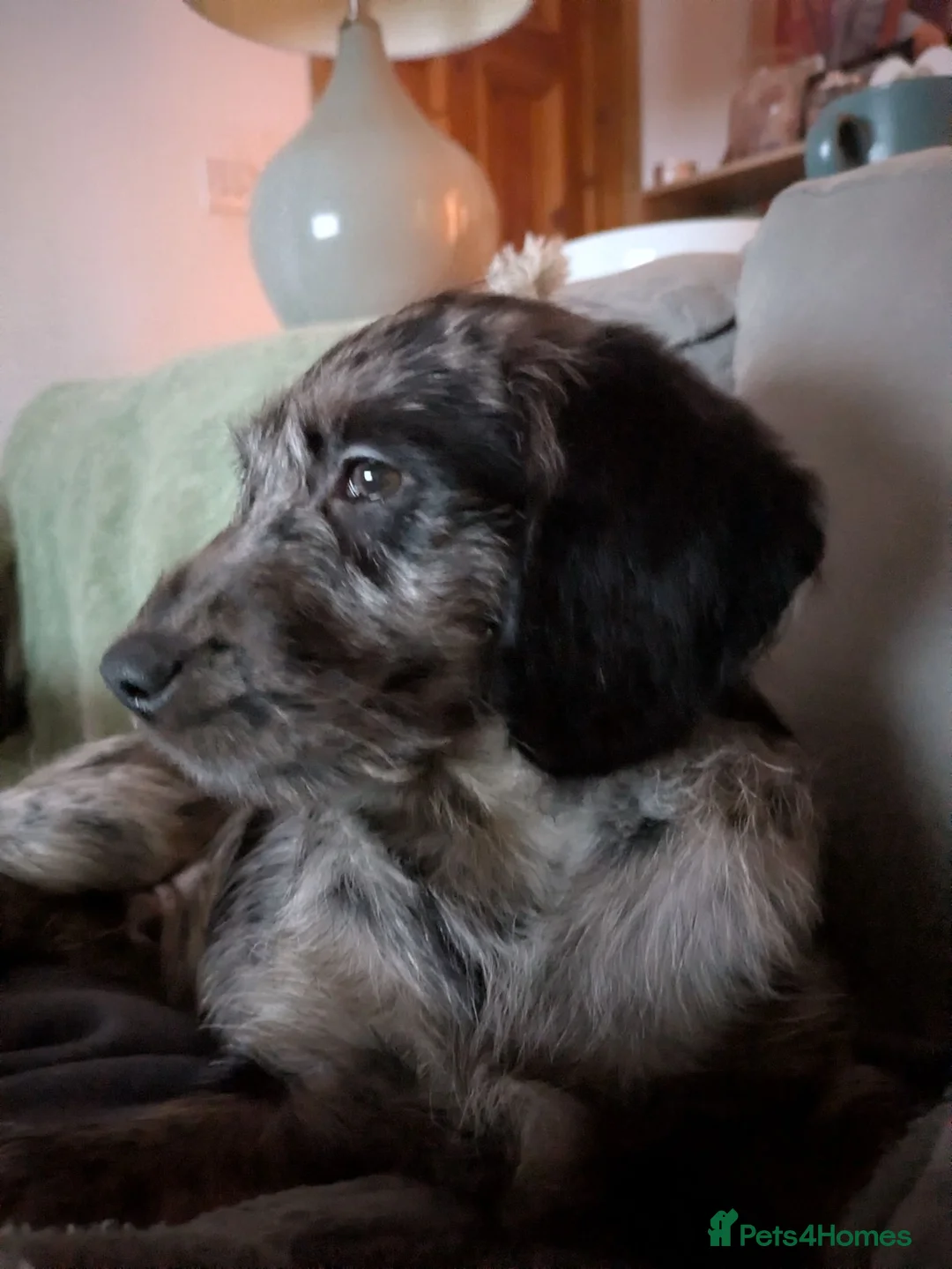 Labradoodle dogs for sale: Fully male merle labradoodle - Advert 6
