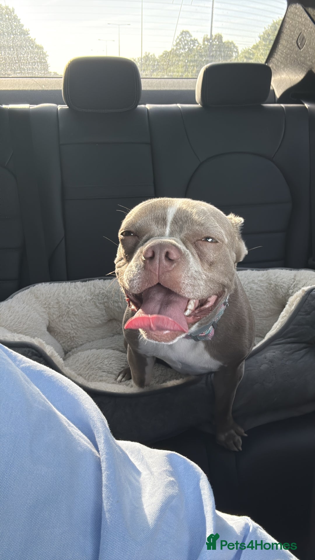 Boston Terrier dogs for sale: Boston Terrier puppies 🐶  - Image 7