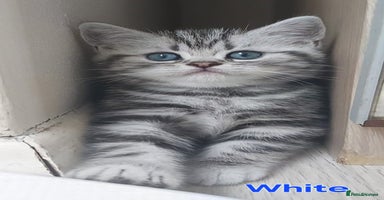 British Shorthair cats in Rochester - Advert 3