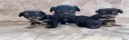 Mixed Breed dogs for sale: 11puppy  - Advert 7