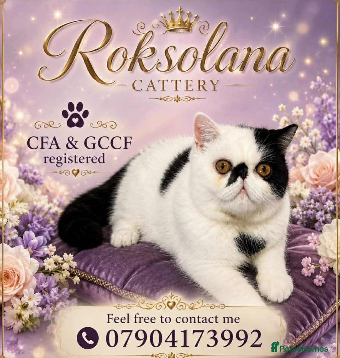 Exotic cats Black and white exotic boy - Advert 6