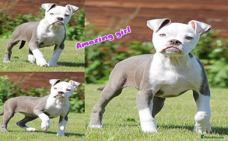 Old Tyme Bulldog dogs - Advert 1