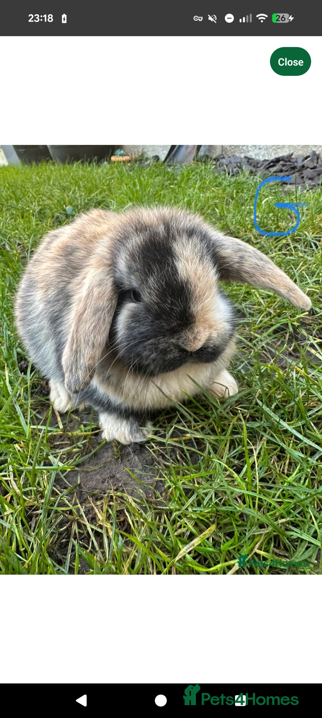 Mini Lop rabbits for sale: Female mini lop Harlequin  - Advert 2