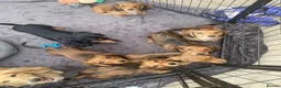 Miniature Dachshund dogs for sale: 6 miniature longhaired dachshund -  - Advert 1