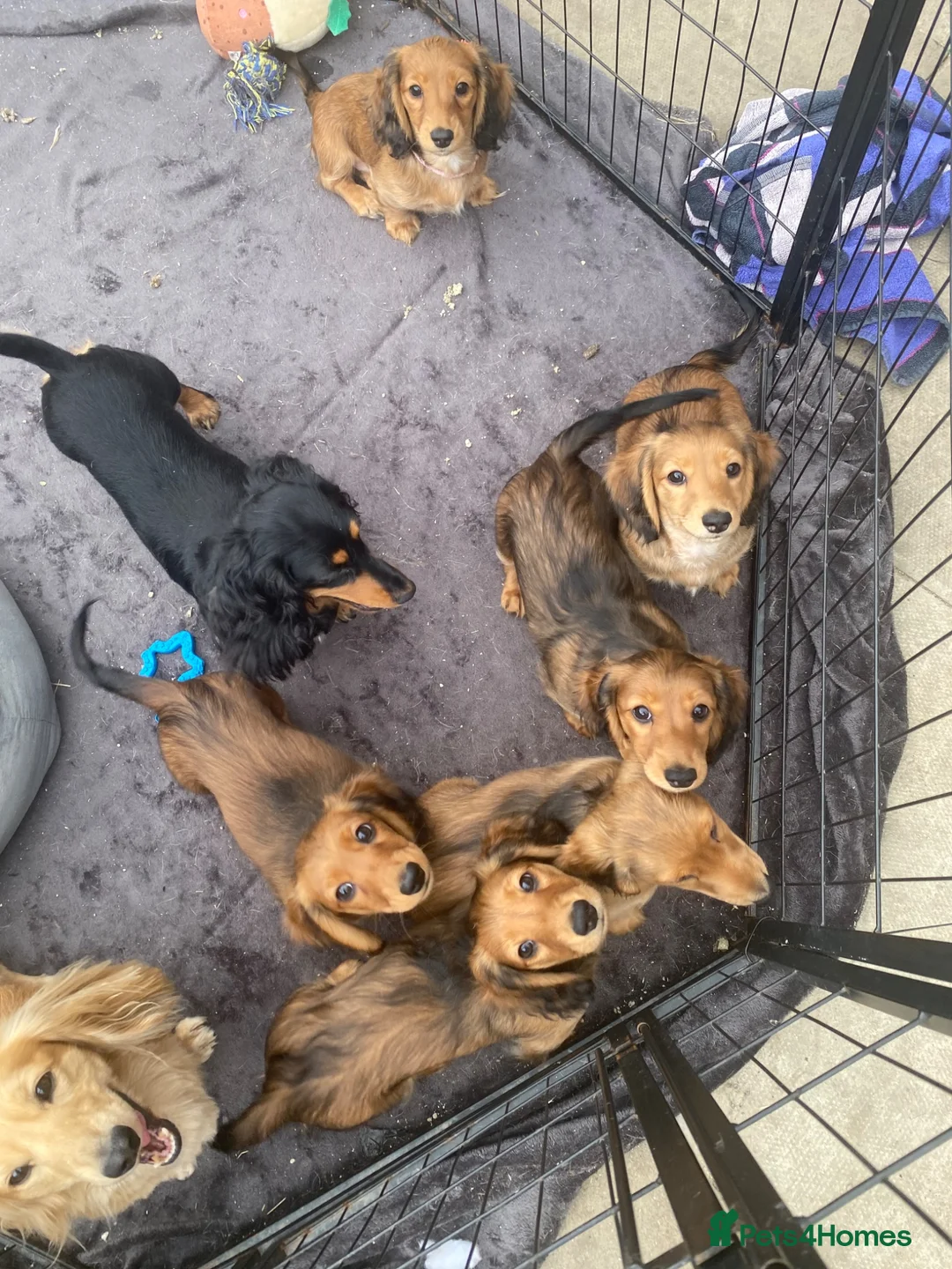 Miniature Dachshund dogs for sale: 6 miniature longhaired dachshund -  - Advert 1