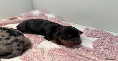 Miniature Dachshund dogs - Advert 10