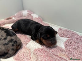 Miniature Dachshund dogs - Advert 10