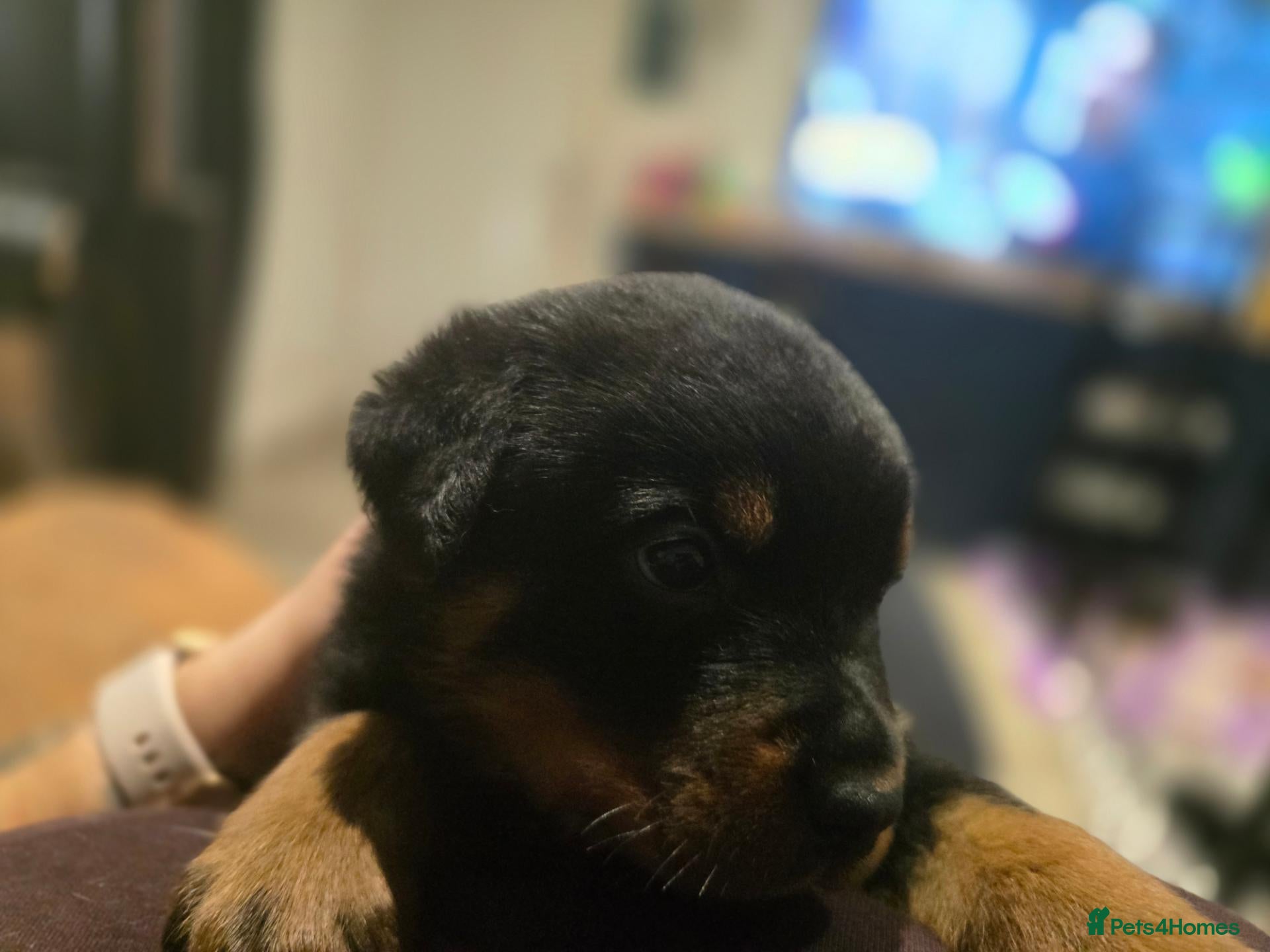 Rottweiler dogs Last Chunky Boy - Advert 3