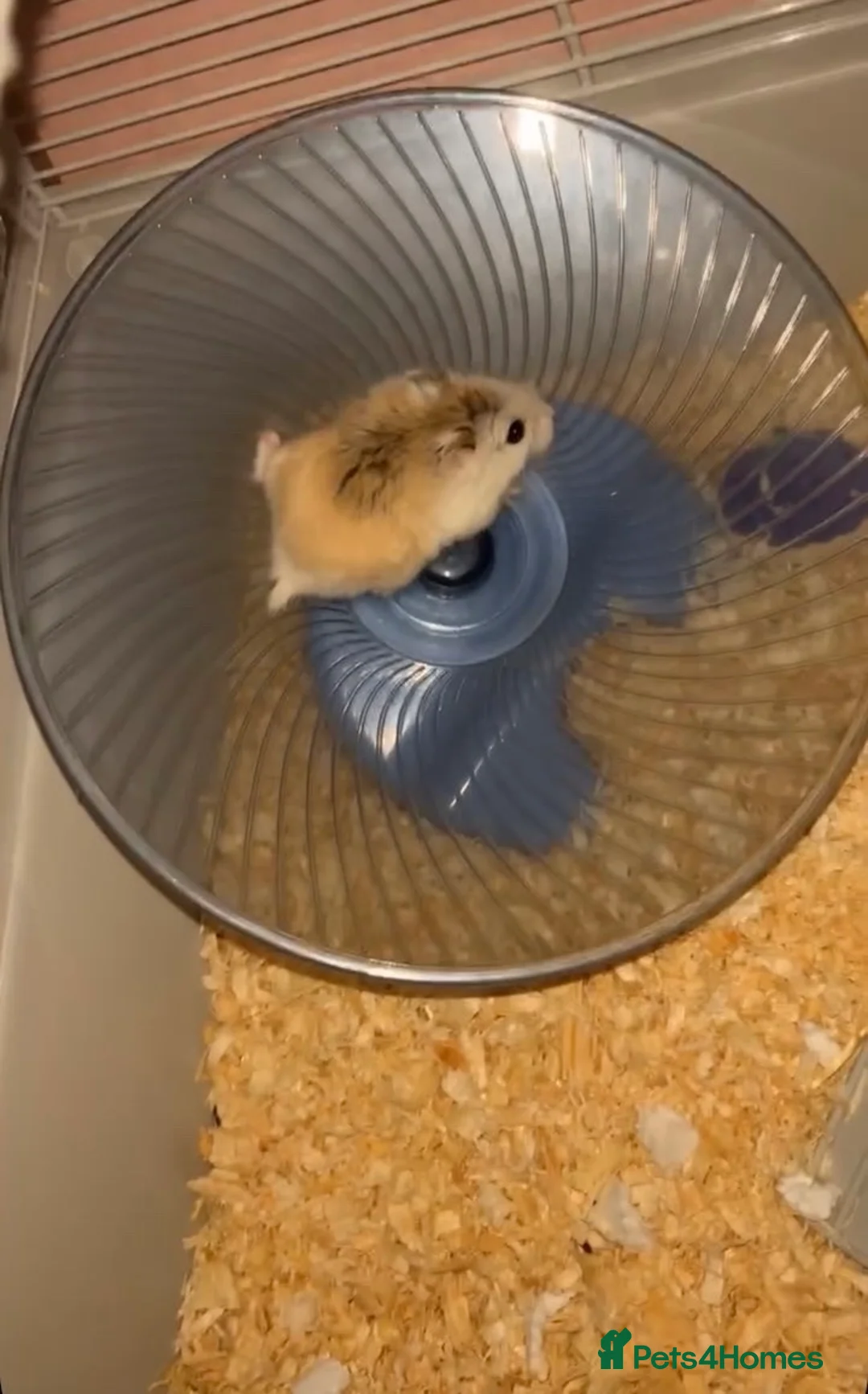 Hamster rodents for sale: Roborocski hamster  in Barnsley - Advert 2