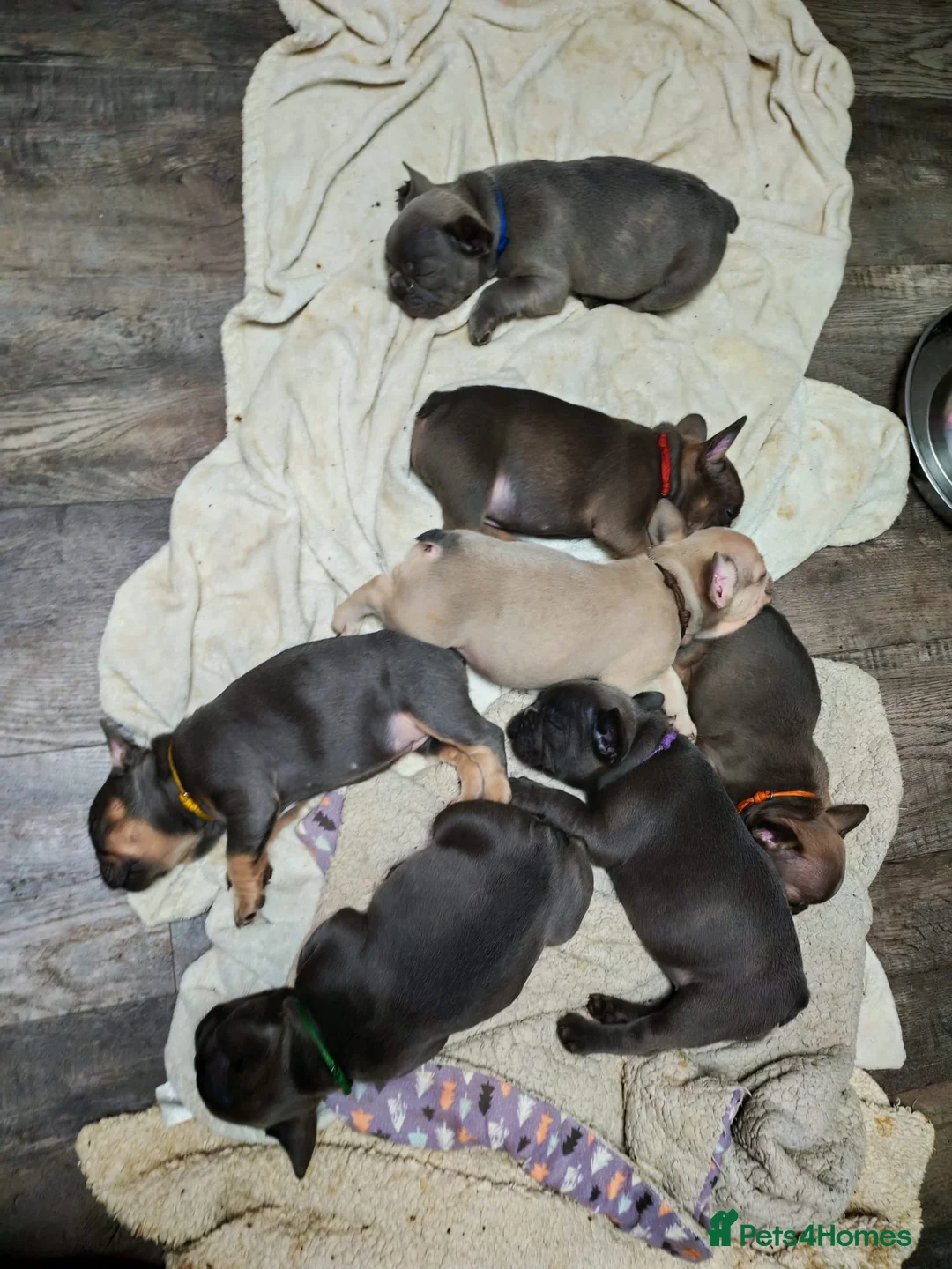 French Bulldog dogs for sale: 7 stunning French Bulldog puppies - Advert 2