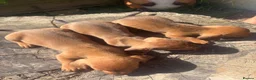 Dachshund dogs for sale: Beautiful Dachshund Boys! - Advert 7
