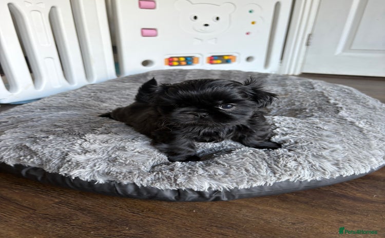 Shih Tzu dogs KC Reg Solid Black Girl  - Advert 11