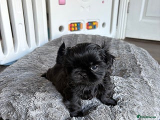 Shih Tzu dogs KC Reg Solid Black Girl - Advert 2