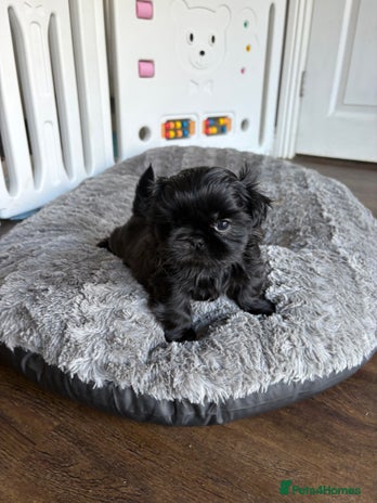 Shih Tzu dogs KC Reg Solid Black Girl - Advert 2