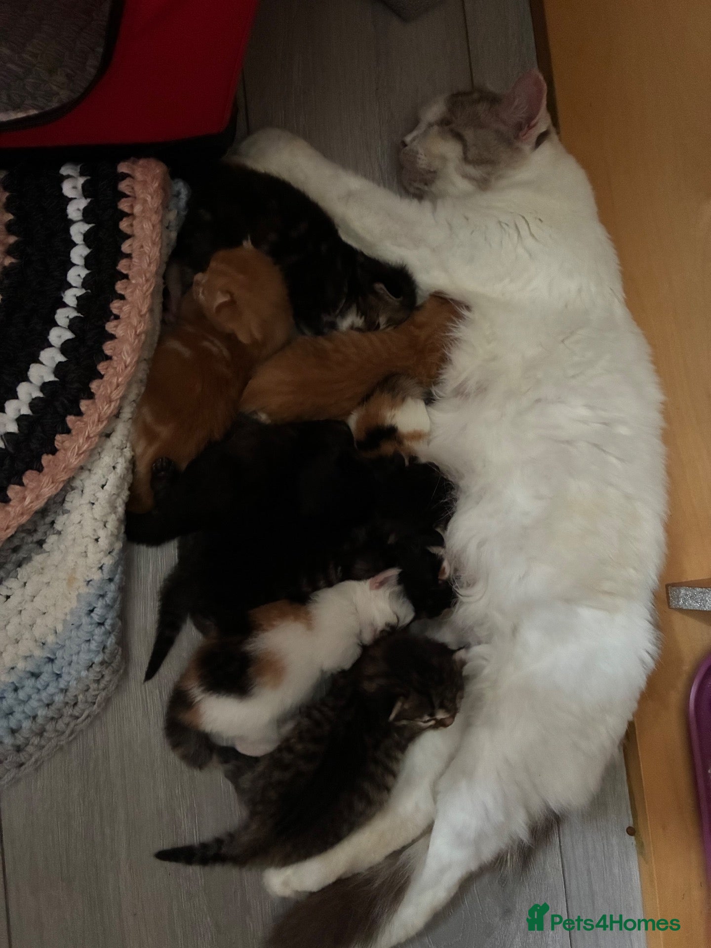 Mixed Breed cats Healthy , Energetic, Absolutely stunning 8  - Advert 2