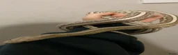 Corn Snake reptiles for sale: Nekko - 3yo Corn Snake - Advert 1