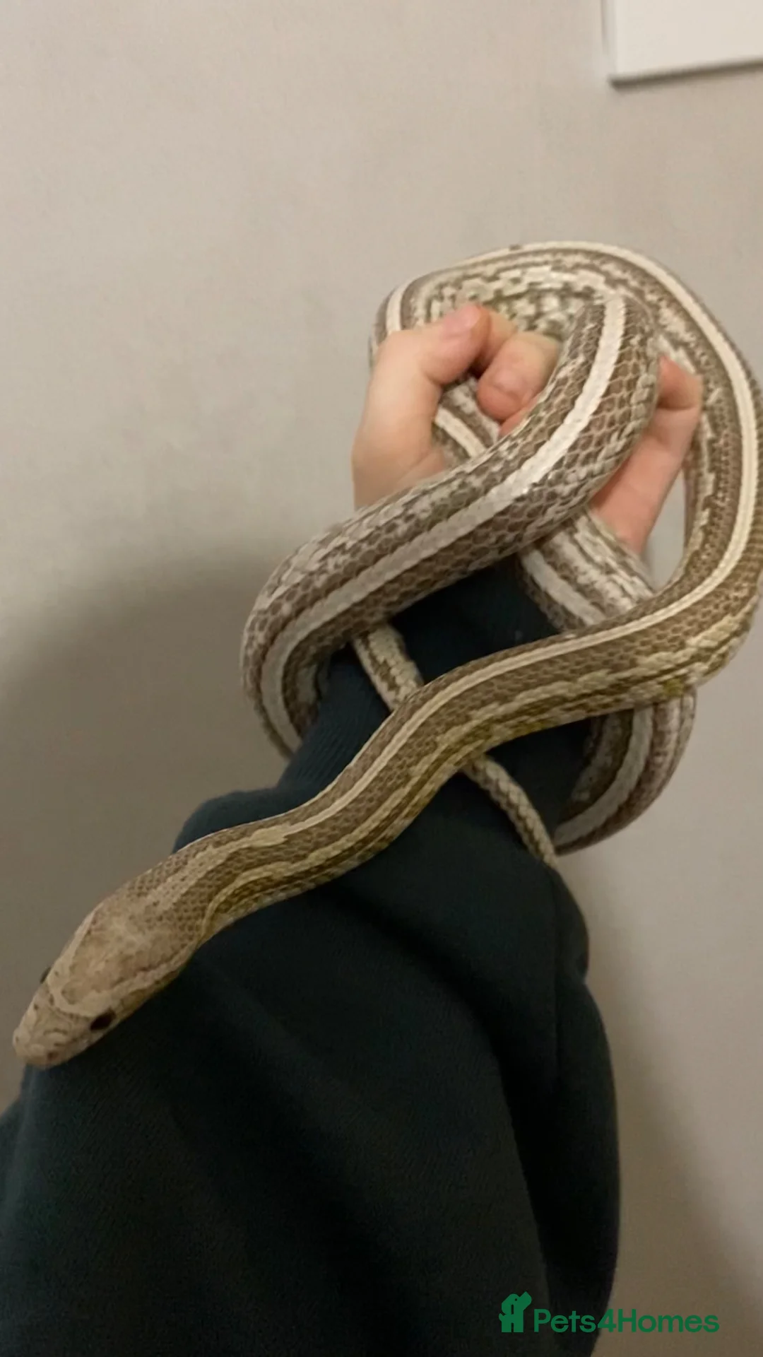 Corn Snake reptiles for sale: Nekko - 3yo Corn Snake - Advert 1